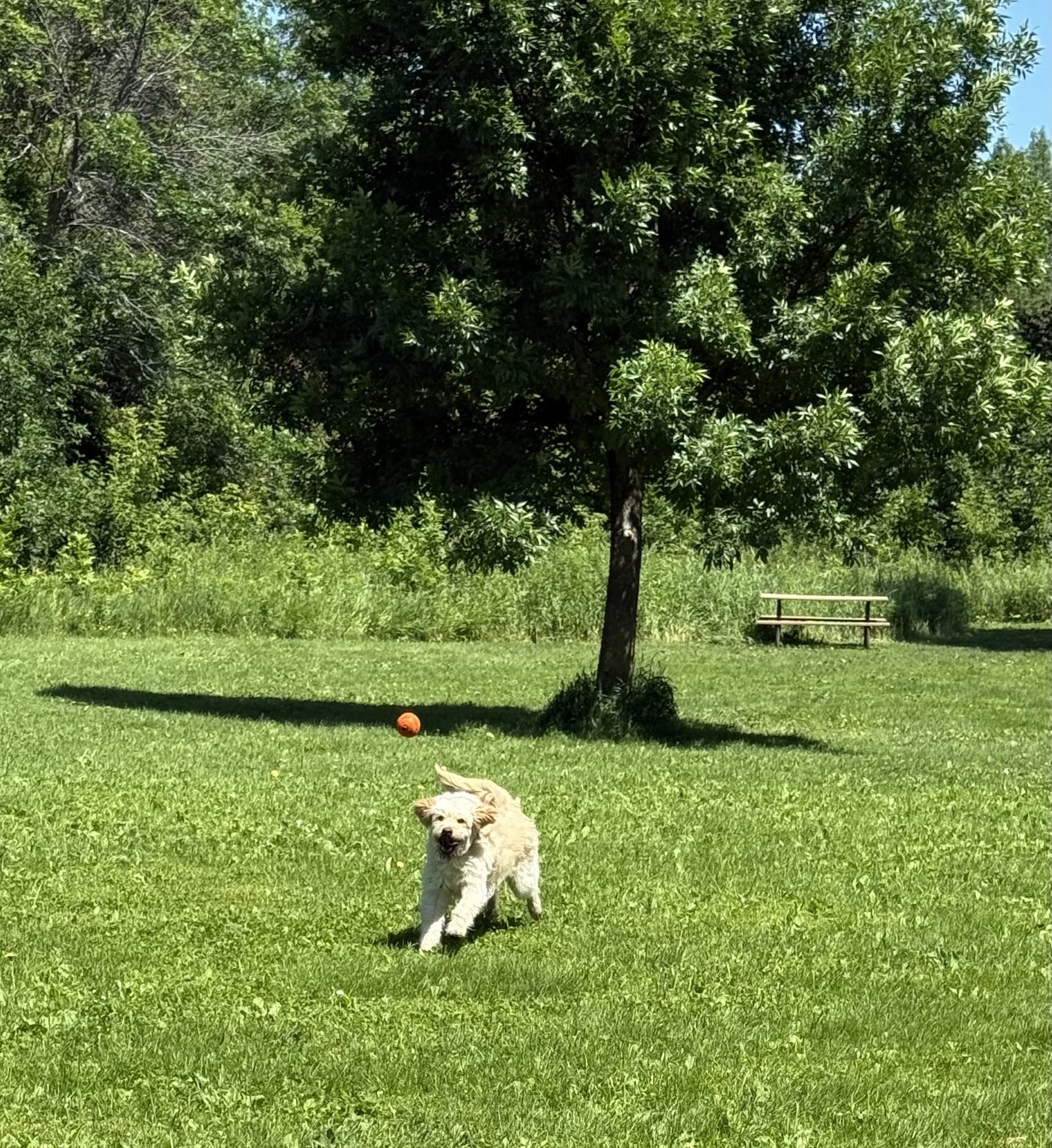 Maverick running in the park