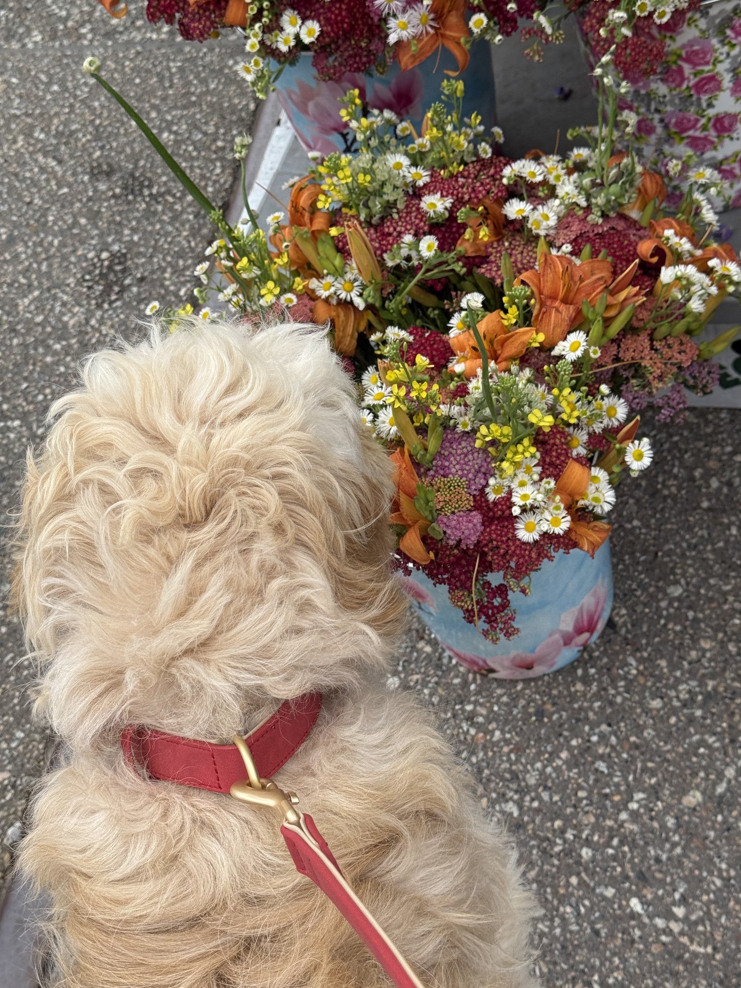 Maverick at the farmers market